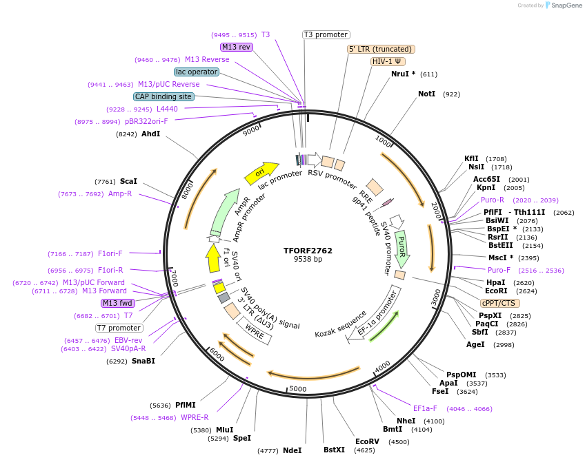 143611-plasmid-map-sequence-id-400480