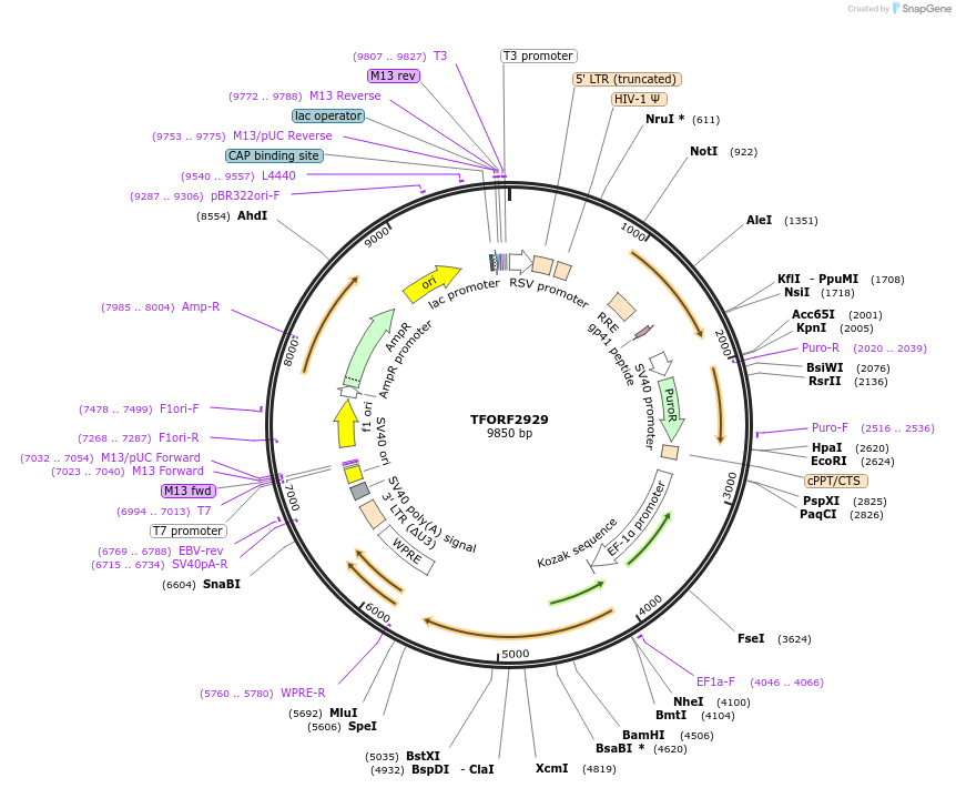 143679-plasmid-map-sequence-id-400489