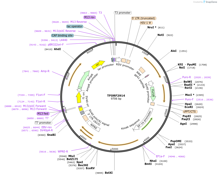 143669-plasmid-map-sequence-id-400491