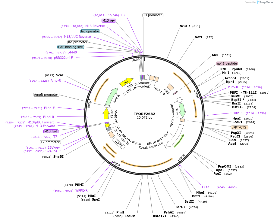 143598-plasmid-map-sequence-id-400492
