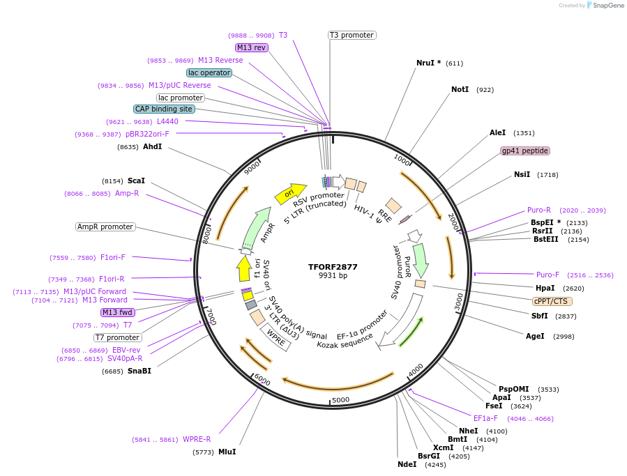 143651-plasmid-map-sequence-id-400493