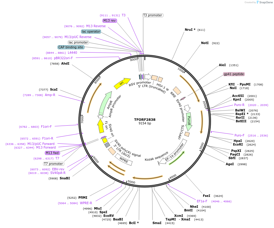 143635-plasmid-map-sequence-id-400494