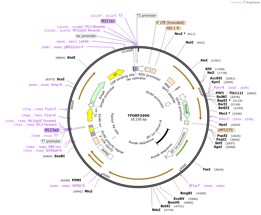 143657-plasmid-map-sequence-id-400499