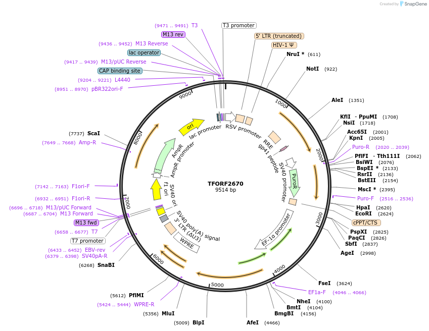 144063-plasmid-map-sequence-id-400504