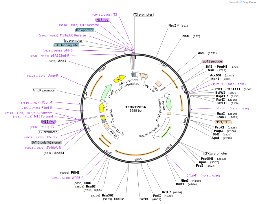 144060-plasmid-map-sequence-id-400507