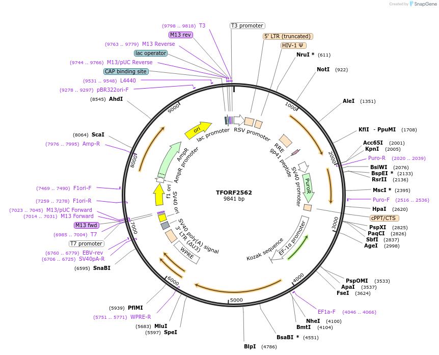 144044-plasmid-map-sequence-id-400511