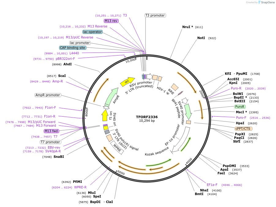 144013-plasmid-map-sequence-id-400513