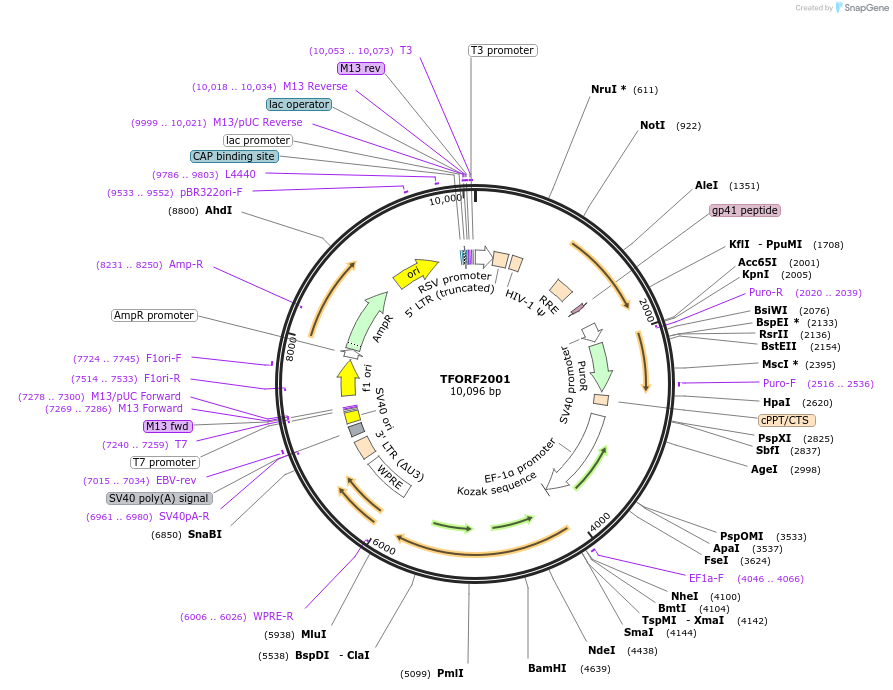 143993-plasmid-map-sequence-id-400517
