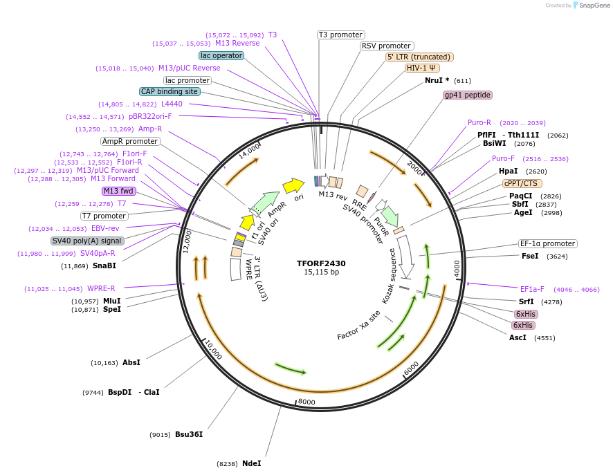 144025-plasmid-map-sequence-id-400519