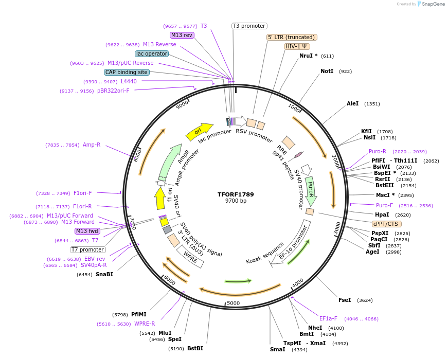 143978-plasmid-map-sequence-id-400521