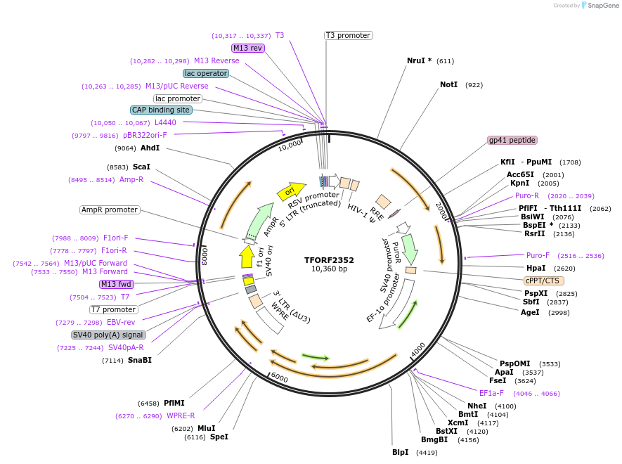 144016-plasmid-map-sequence-id-400523
