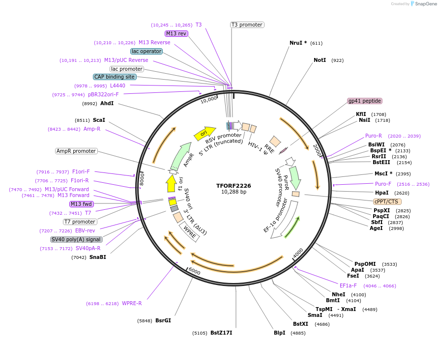 144005-plasmid-map-sequence-id-400524