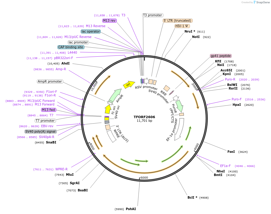 144050-plasmid-map-sequence-id-400528