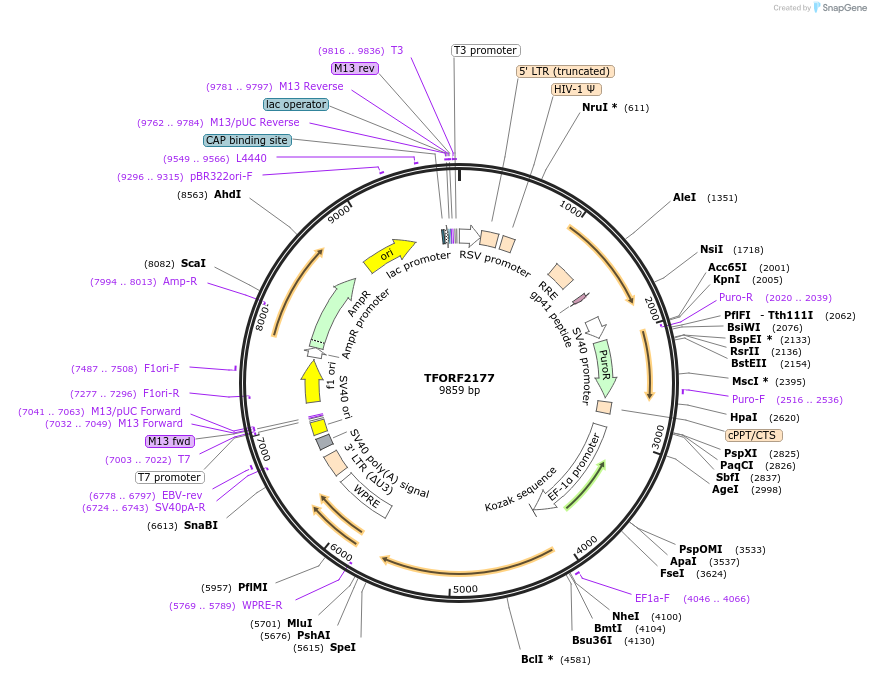 144003-plasmid-map-sequence-id-400536