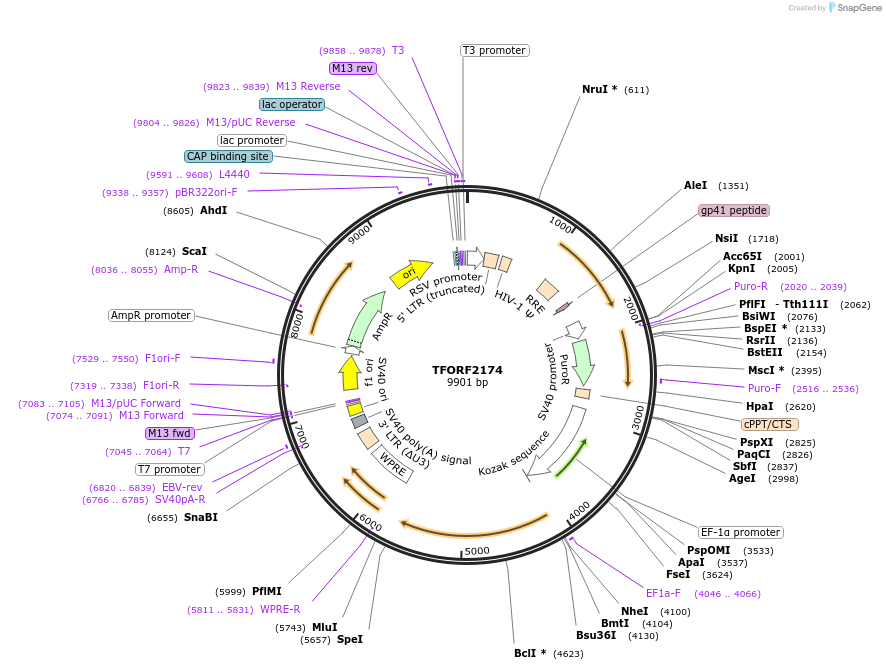 144000-plasmid-map-sequence-id-400537