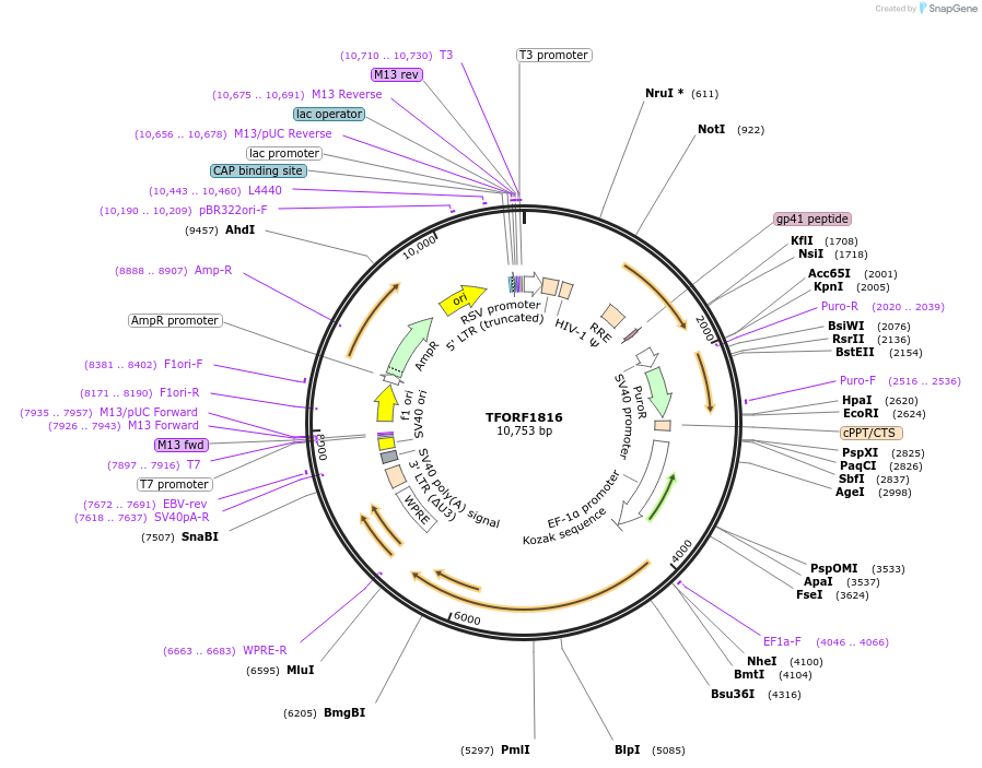 143980-plasmid-map-sequence-id-400539