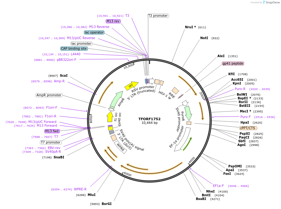143974-plasmid-map-sequence-id-400544