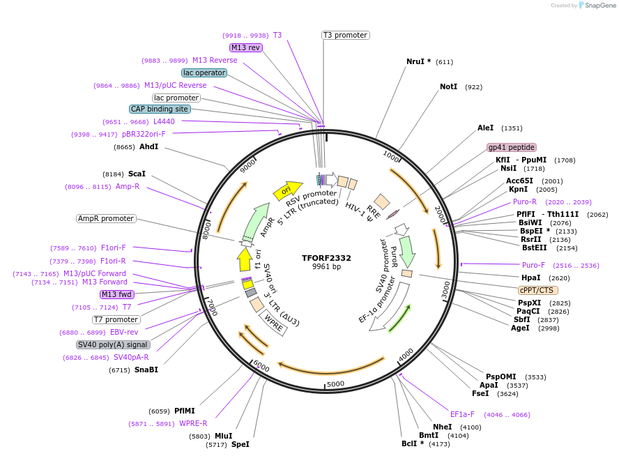 144012-plasmid-map-sequence-id-400550