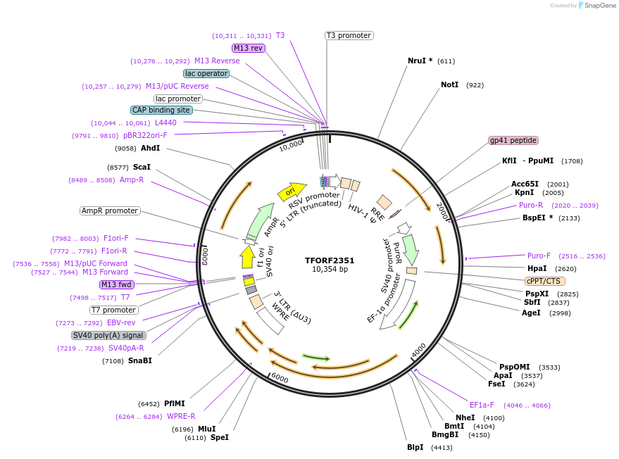 144015-plasmid-map-sequence-id-400551
