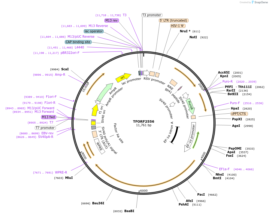 144042-plasmid-map-sequence-id-400552