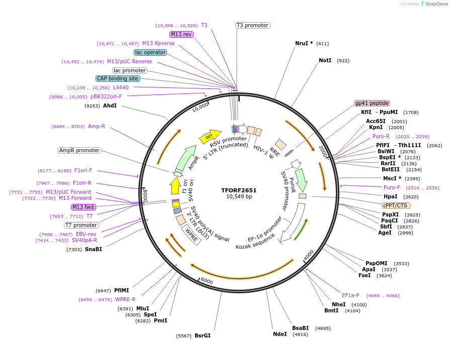144058-plasmid-map-sequence-id-400556