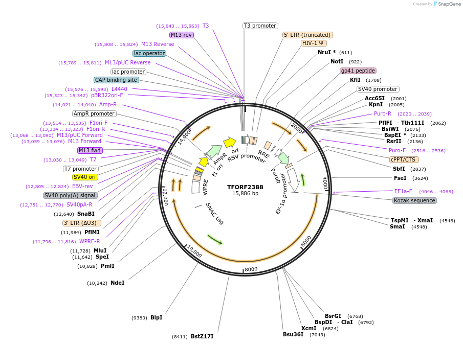 144020-plasmid-map-sequence-id-400557