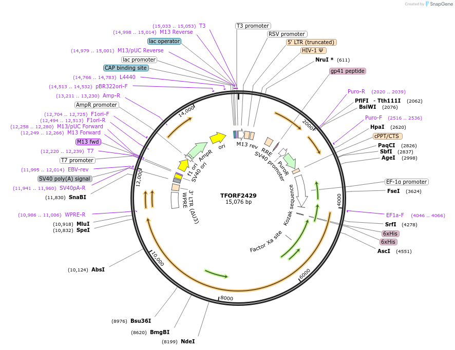 144024-plasmid-map-sequence-id-400559