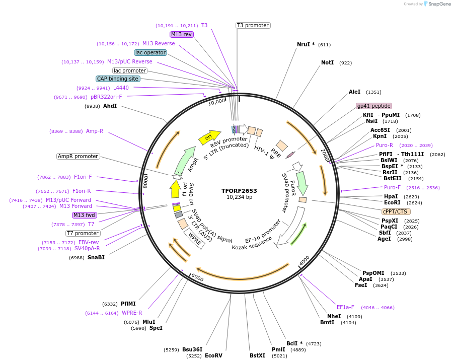 144059-plasmid-map-sequence-id-400561