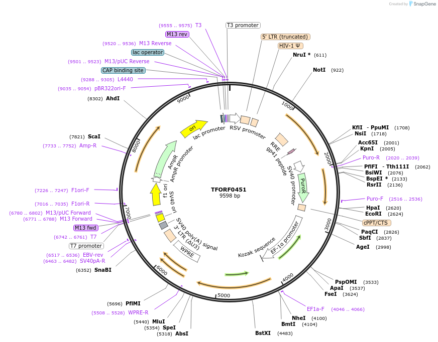 141616-plasmid-map-sequence-id-400564