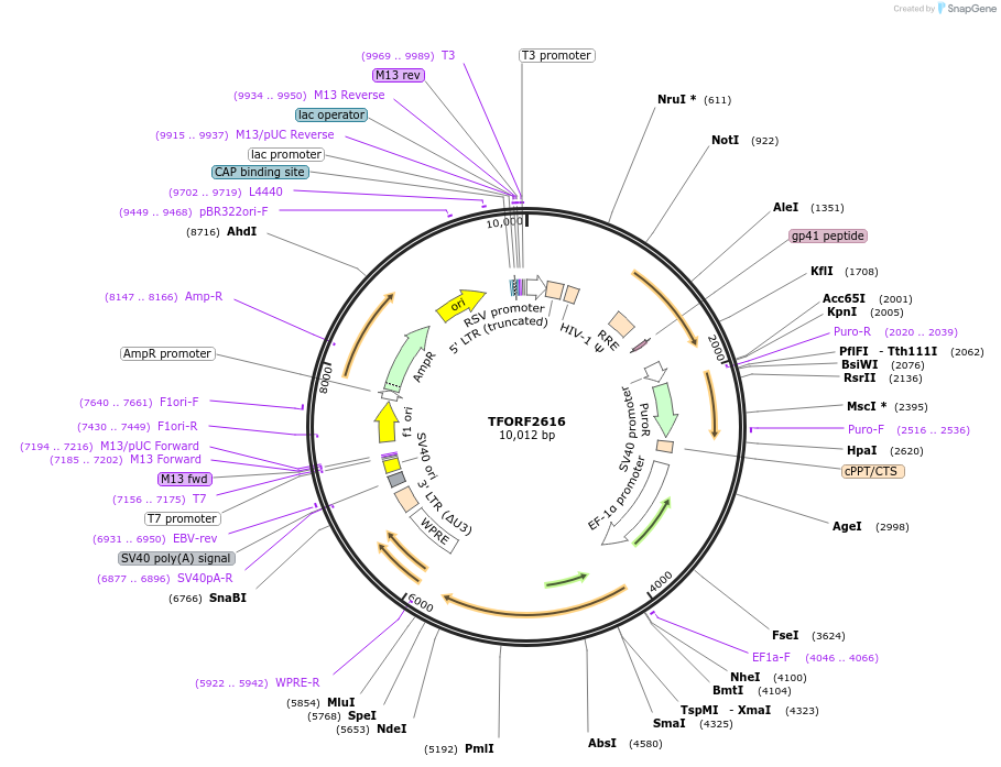 144052-plasmid-map-sequence-id-400567