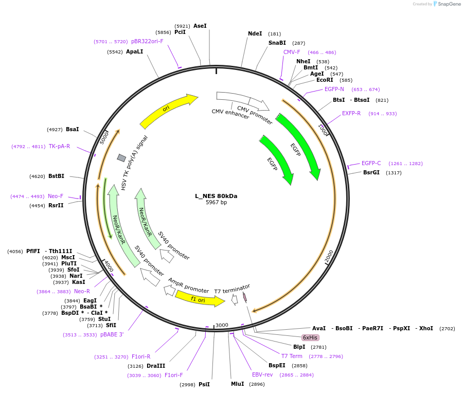 201390-plasmid-map-sequence-id-400570