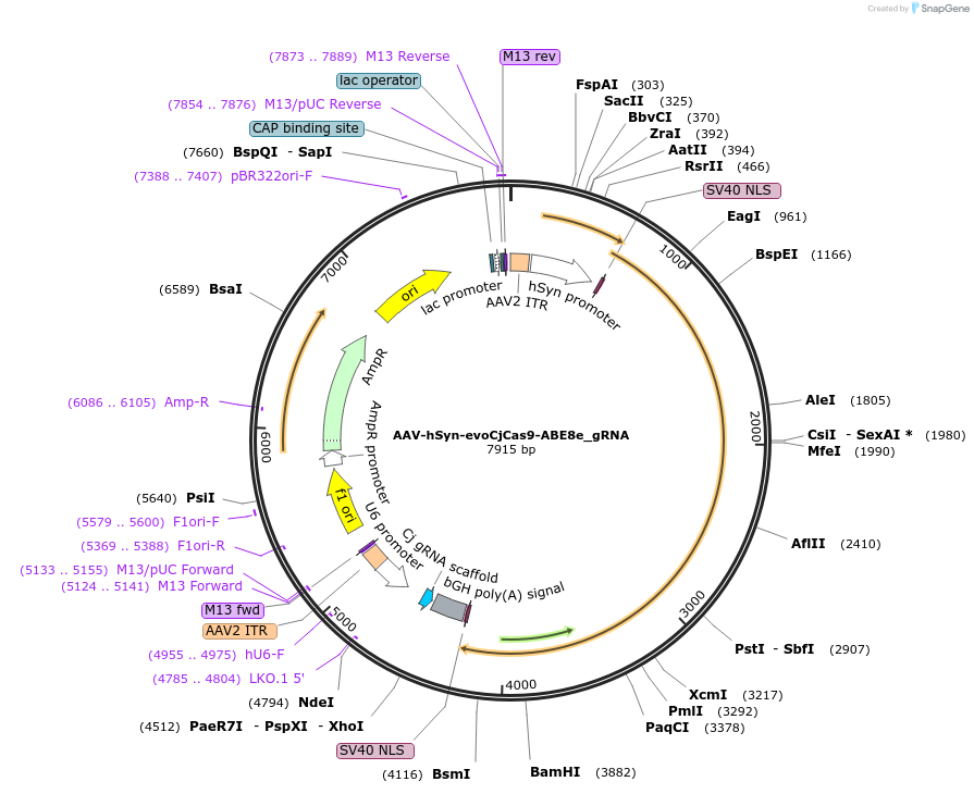 202561-plasmid-map-sequence-id-400574