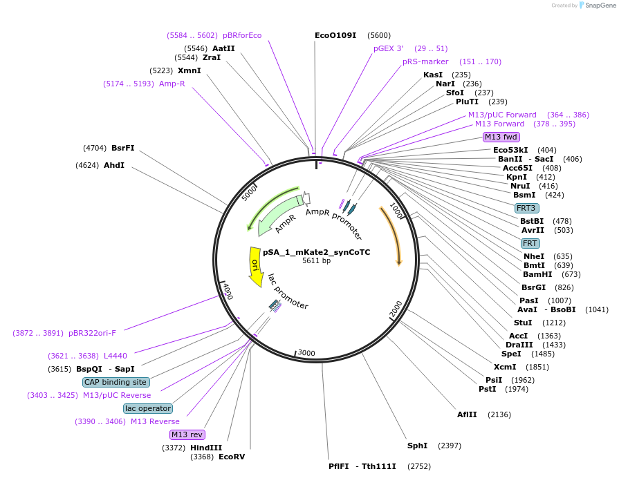 199470-plasmid-map-sequence-id-400580
