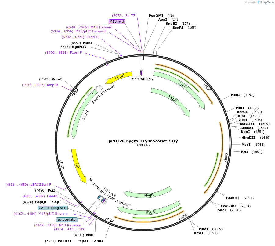 201092-plasmid-map-sequence-id-400582