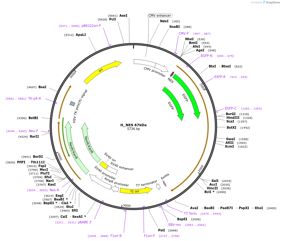 201350-plasmid-map-sequence-id-400584