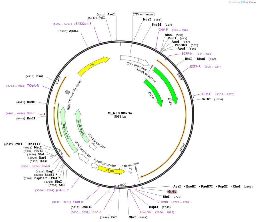 201386-plasmid-map-sequence-id-400585