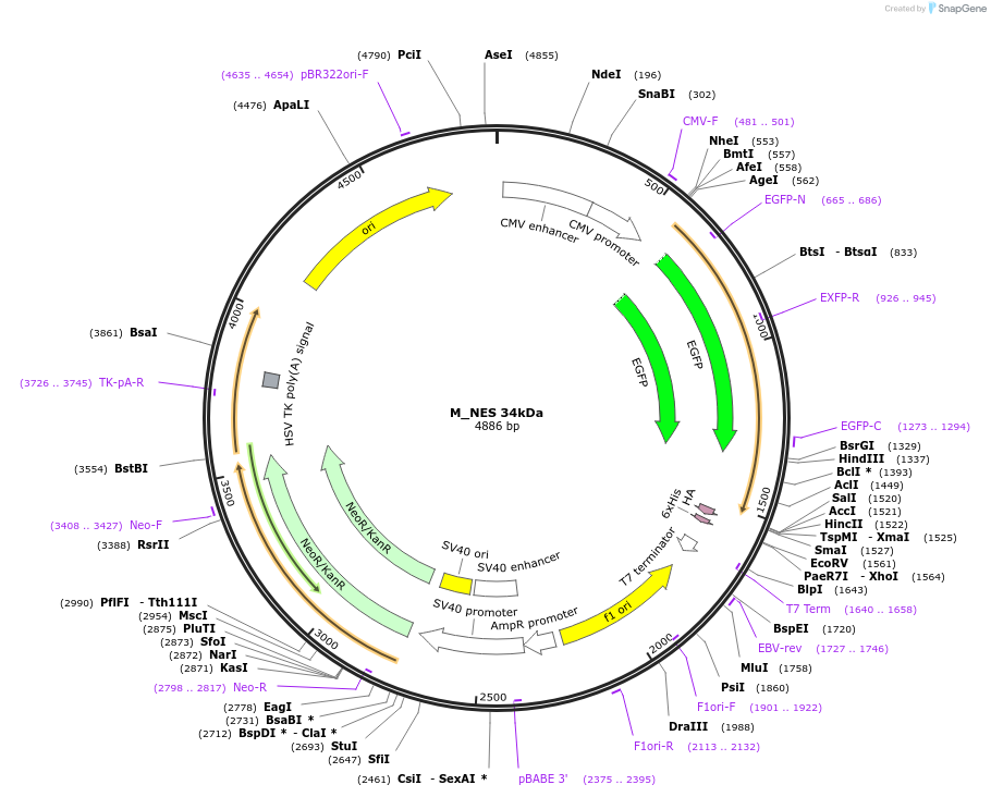 201373-plasmid-map-sequence-id-400586