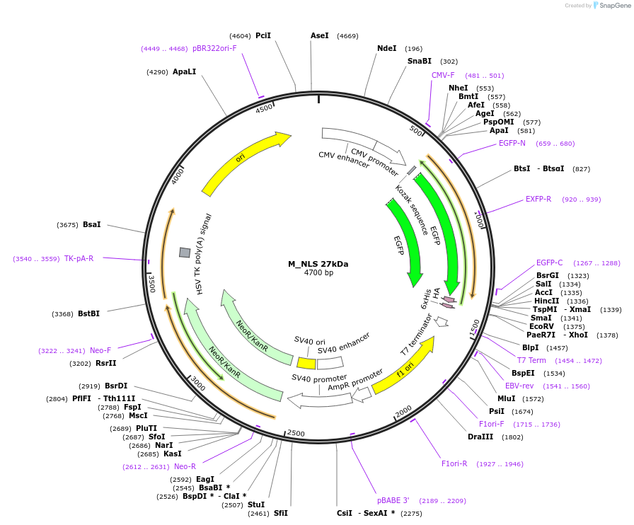 201364-plasmid-map-sequence-id-400589