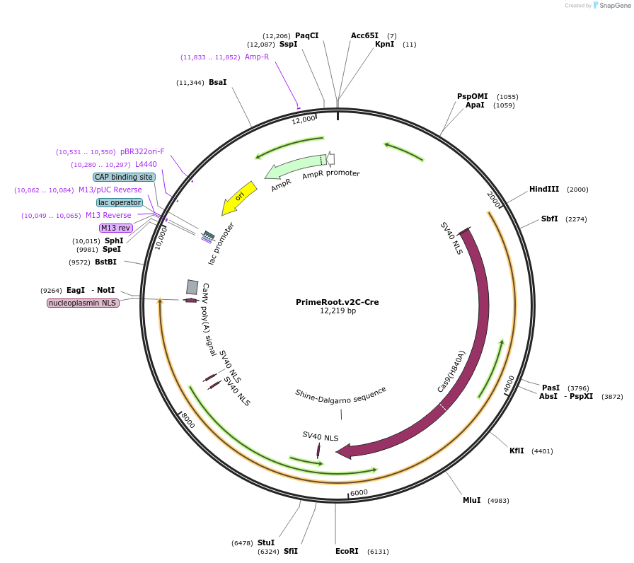 201739-plasmid-map-sequence-id-400590