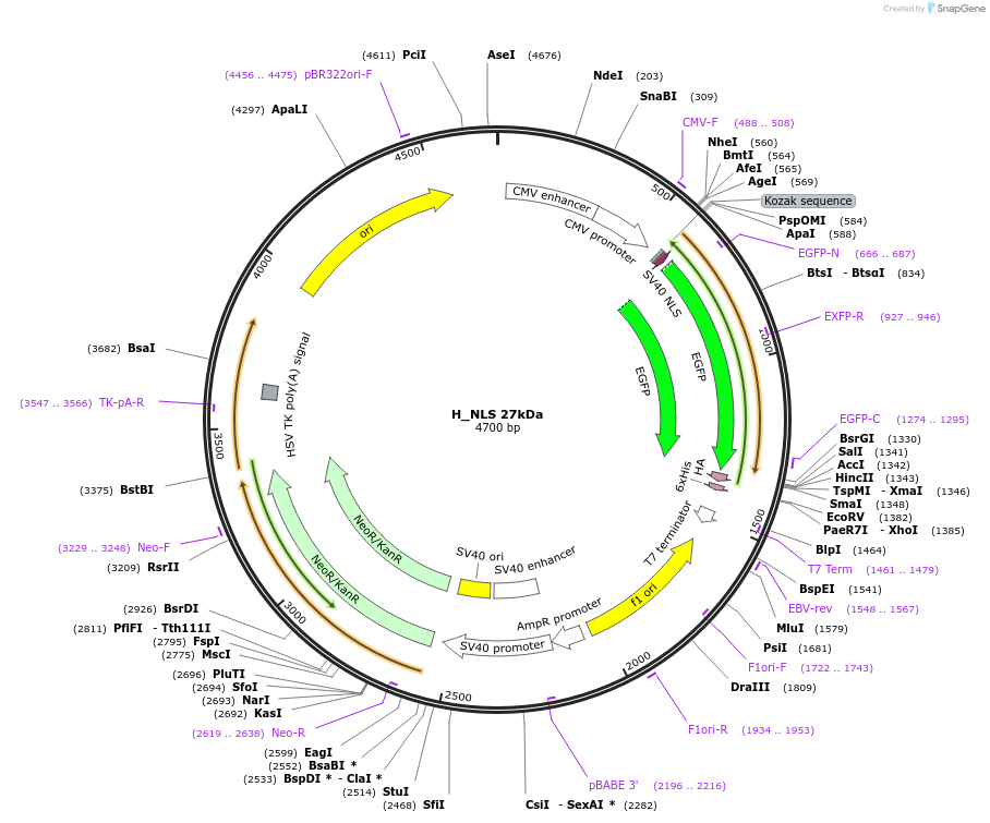 201363-plasmid-map-sequence-id-400591