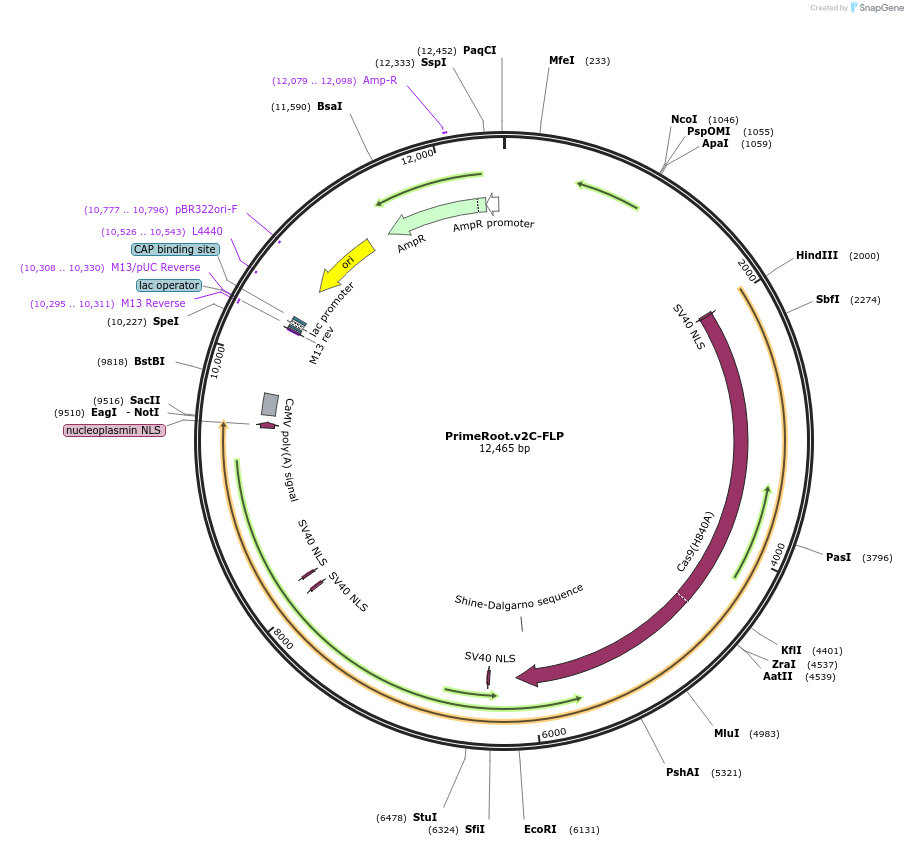 201740-plasmid-map-sequence-id-400593