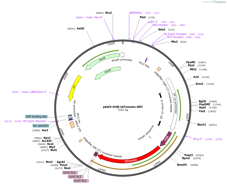 203393-plasmid-map-sequence-id-400595