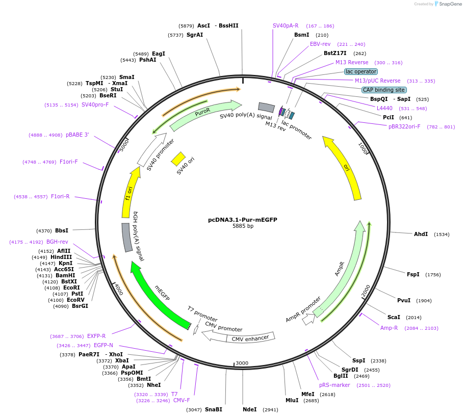 186329-plasmid-map-sequence-id-400611