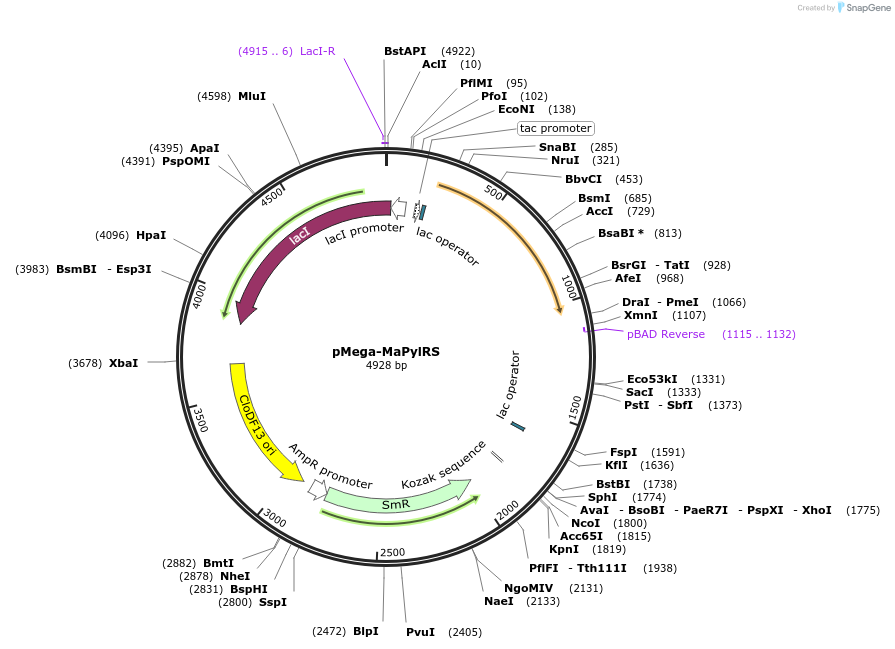 200225-plasmid-map-sequence-id-400630