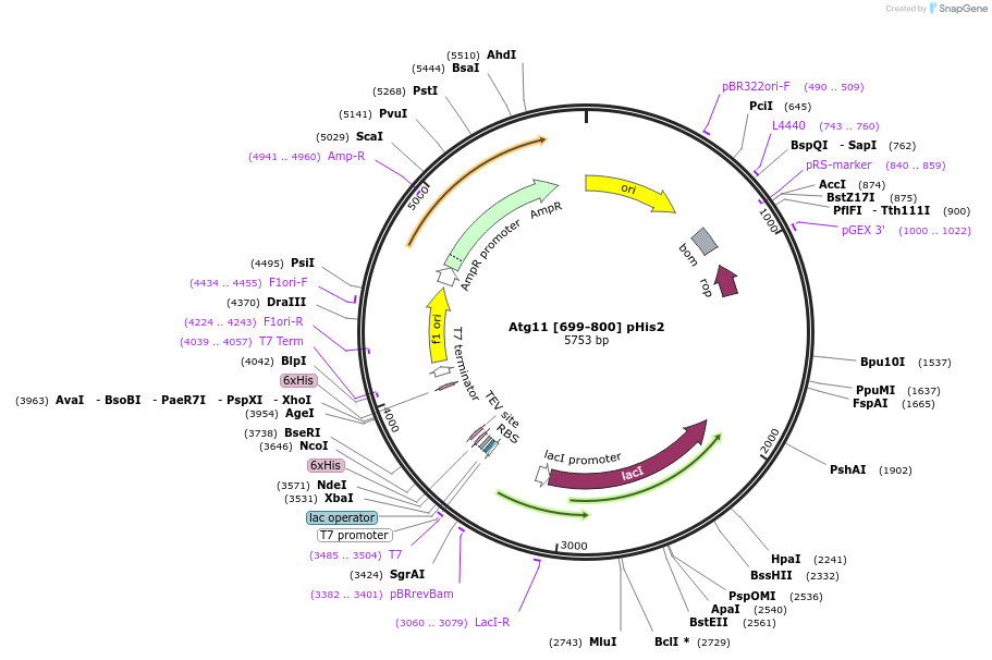 190264-plasmid-map-sequence-id-400634