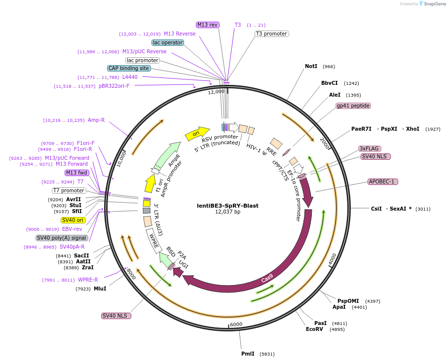 199303-plasmid-map-sequence-id-400831