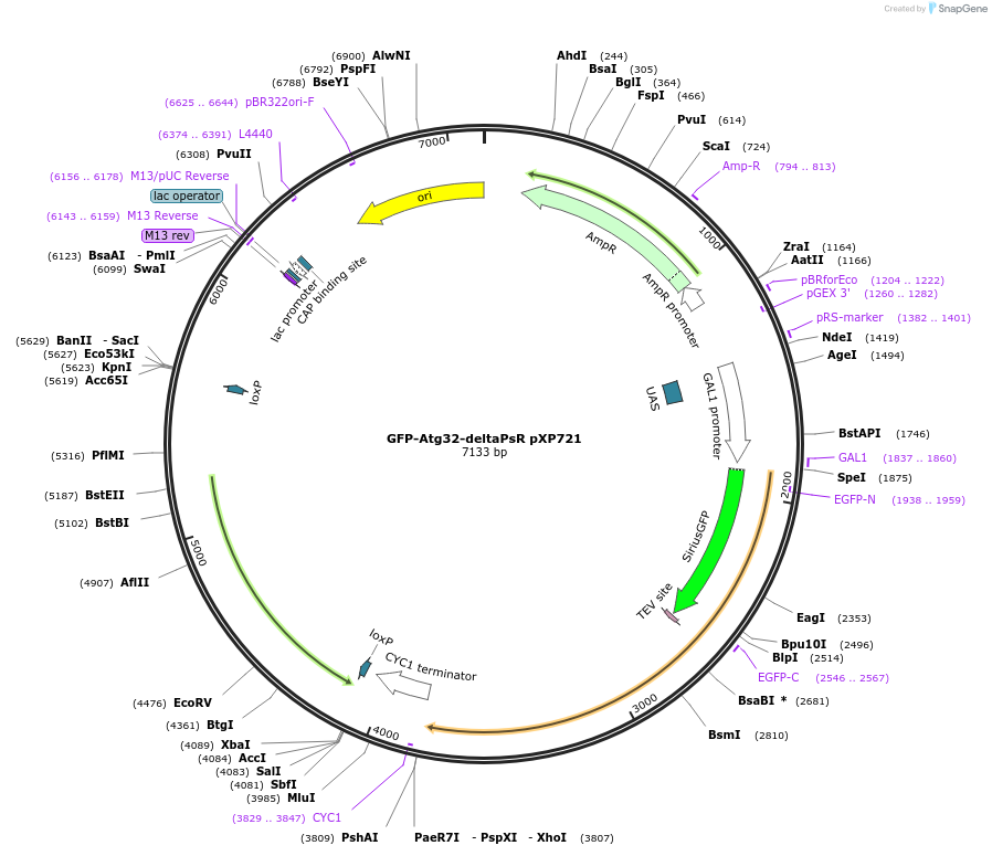 200735-plasmid-map-sequence-id-400832