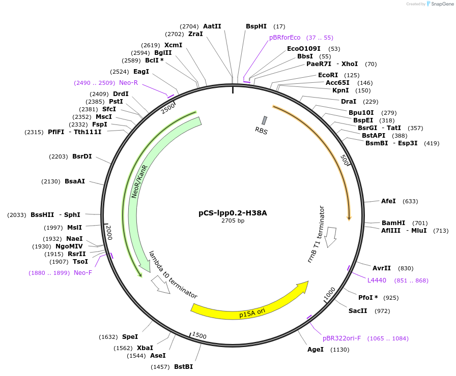 201788-plasmid-map-sequence-id-400833
