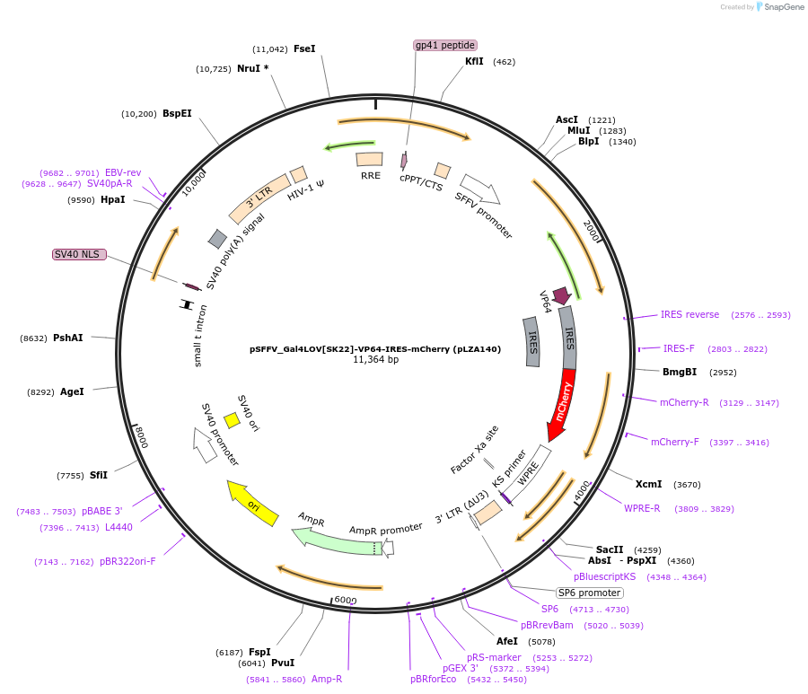 203907-plasmid-map-sequence-id-400836