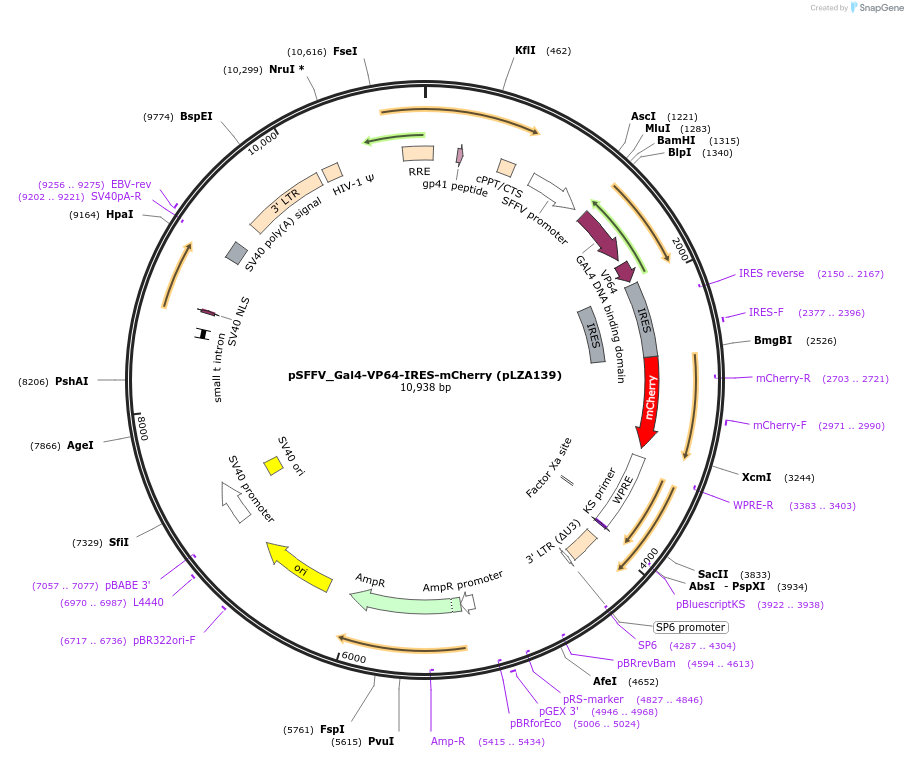 203909-plasmid-map-sequence-id-400837